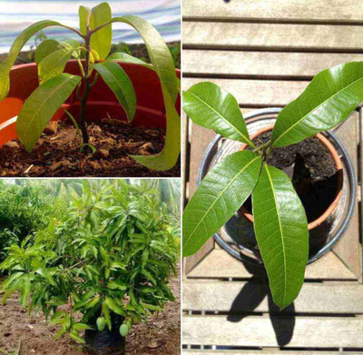 AFARTIOBINA Mango Plant(Hybrid, Pack of 1)