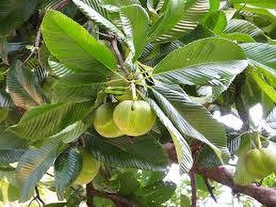 GLOBQRO Elephant Apple Plant(Hybrid, Pack of 1)