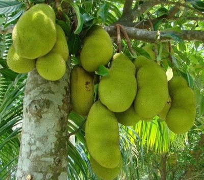 MONDAL Jack Fruit Plant(Pack of 1)