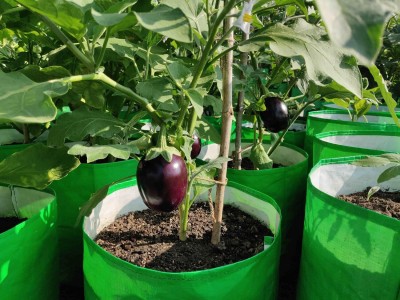 LPR BRINJAL SEEDS Seed(30 per packet)