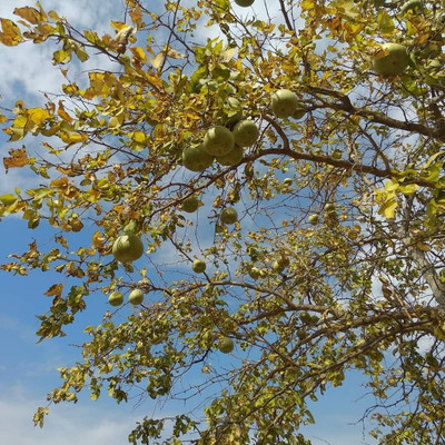 Platone Bel Plant(Hybrid, Pack of 1)