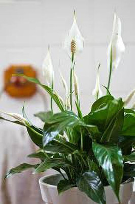 Bakuchi Peace Lily Plant(Hybrid, Pack of 1)