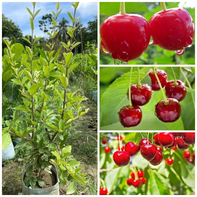 Cloud Farm Cherry Fruit Plant(Hybrid, Pack of 1)