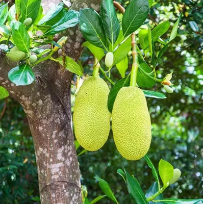 Leafyjoy Jackfruit Plant(Hybrid, Pack of 1)