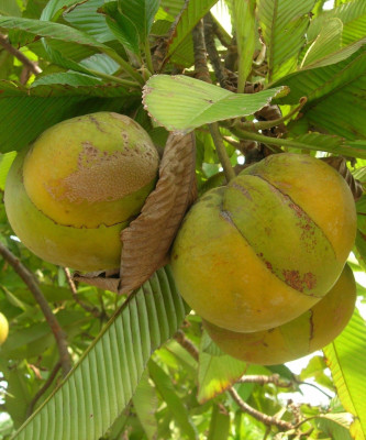 GreenyOn Elephant Apple Plant(Hybrid, Pack of 1)