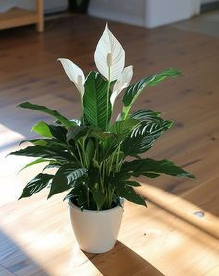 MAITRA AND SONS Peace Lily Plant(Hybrid, Pack of 1)