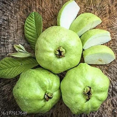 Sarika Guava Plant(Hybrid, Pack of 1)