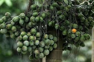 Aquinnah Betel Nut/Supari Plant(Hybrid, Pack of 1)