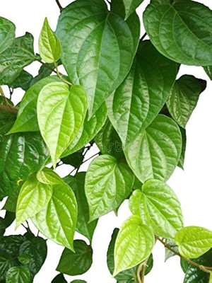 pomgardening Betel Leaf Plant(Hybrid, Pack of 1)
