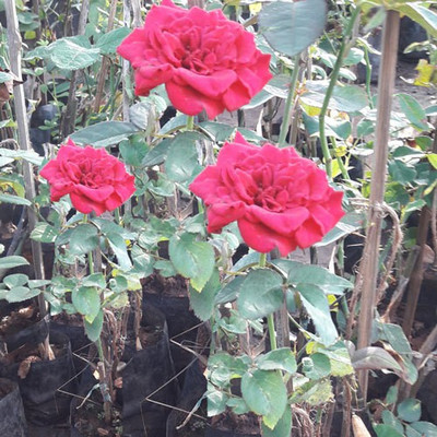 MyGreenPlanet Rose Plant(Hybrid, Pack of 1)