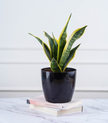 GREENLEAFS Snake Plant(Pack of 1)