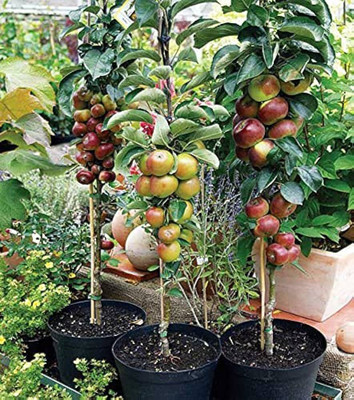 ARYAN EVERGREEN Apple Plant(Hybrid, Pack of 1)