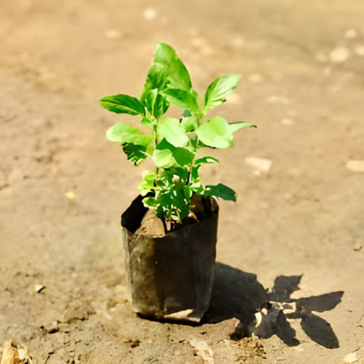 Manjunursery Tulsi Plant(Hybrid, Pack of 1)