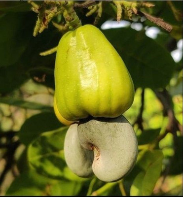 AFARTIOBINA Cashew Apple Plant(Hybrid, Pack of 1)