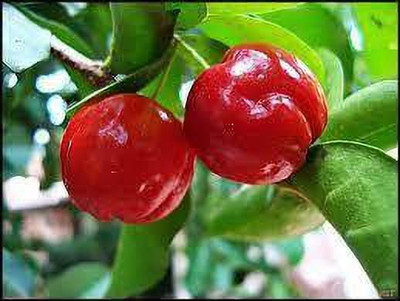 APOSOLUARD Cherry Fruit Plant(Hybrid, Pack of 1)