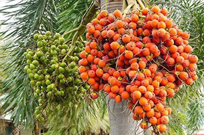 rimi Areca Plam(Hybrid, Pack of 1)