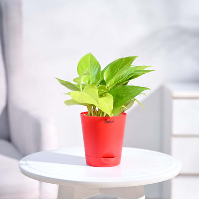 UGAOO Golden Money Plant(Pack of 1)