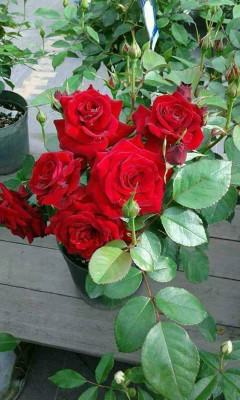 MUSORFILI Rose Plant(Hybrid, Pack of 1)