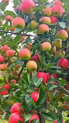 MAITRA AND SONS Apple Plant(Hybrid, Pack of 1)