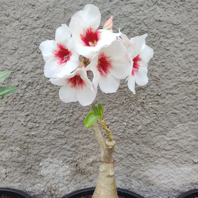the green dotcom Adenium Plant(Hybrid, Pack of 1)