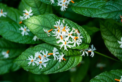 Platone Parijat/Harsingar Plant(Hybrid, Pack of 1)