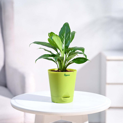 UGAOO Peace Lily Plant(Pack of 1)