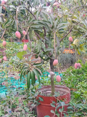 KrishnaNursery Mango Plant(Hybrid, Pack of 1)