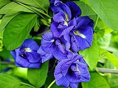 KUMUBON Aparajita/ Butterfly Pea Plant(Hybrid, Pack of 1)