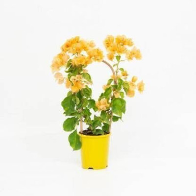 AFARTIOBINA Bougainvillea Plant(Hybrid, Pack of 1)