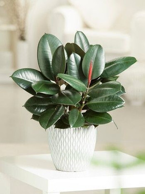 greenhousestore Rubber Tree(Hybrid, Pack of 1)
