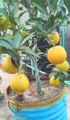 Sarika Lemon Plant(Hybrid, Pack of 1)