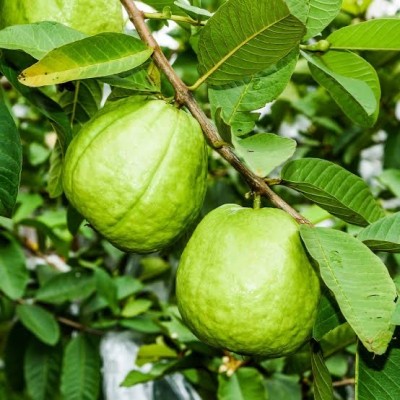 Global Mart Guava Plant(Hybrid, Pack of 1)