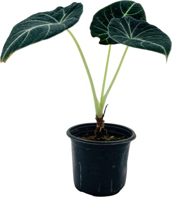 Hug A Plant Alocasia Black Velvet Plant(Hybrid, Pack of 1)