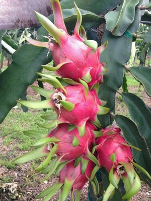 LeafLinkPlants Dragon Tree(Hybrid, Pack of 1)