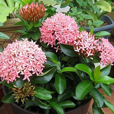 Bakuchi Trothic Ixora/Chethi Plant(Hybrid, Pack of 1)