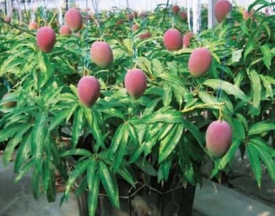 ROYAL NURSERY Mango Plant(Hybrid, Pack of 1)