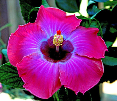 Cloud Farm Hibiscus Plant(Hybrid, Pack of 1)