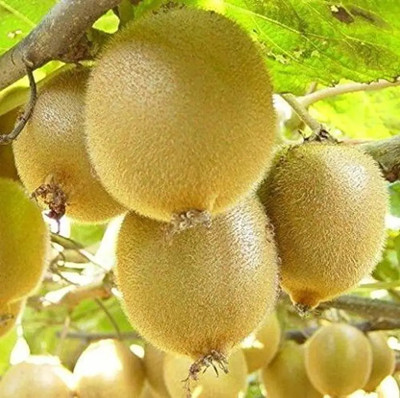 Cloud Farm Kiwi Plant(Hybrid, Pack of 1)