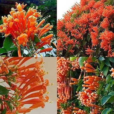 MAITRA AND SONS Flame Tree Plant(Hybrid, Pack of 1)