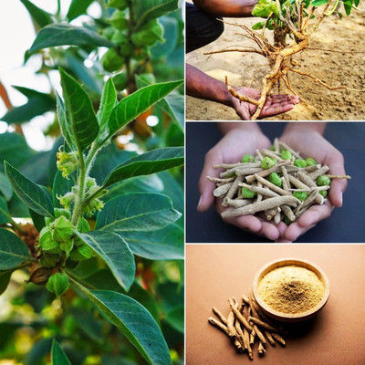 csmb Ashwagandha/Indian Ginseng(Hybrid, Pack of 1)
