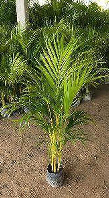 My Dream Nursery Areca Palm(Hybrid, Pack of 1)