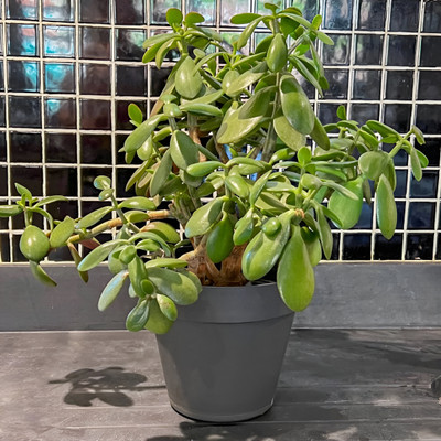 ABEFARIYA Jade Plant(Hybrid, Pack of 1)