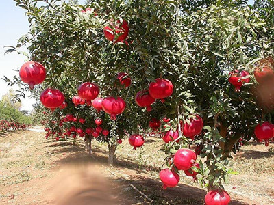 KANAYA POMEGRANATE FRUIT Seed(16 per packet)