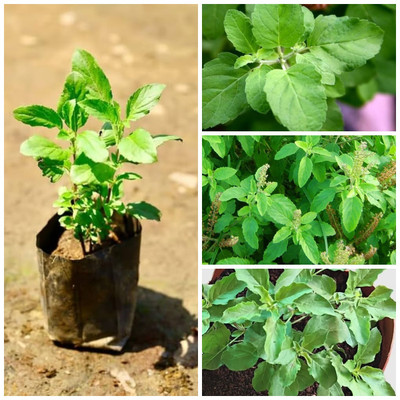 Cloud Farm Tulsi Plant(Hybrid, Pack of 1)