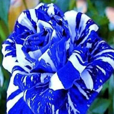 Mohomaya Rose Plant(Hybrid, Pack of 1)