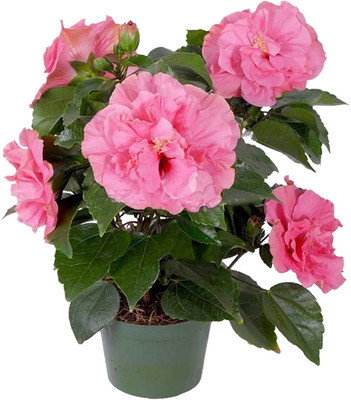 greenhousestore Hibiscus Plant(Hybrid, Pack of 1)