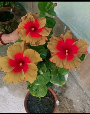 PB honey priya plant Hibiscus Gudhal Flower Plant(Hybrid, Pack of 1)