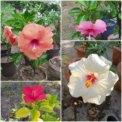 Cloud Farm Hibiscus Plant(Hybrid, Pack of 4)