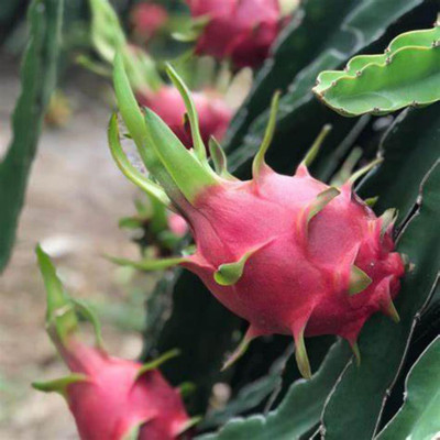 EliteGreen Dragon Tree(Hybrid, Pack of 1)