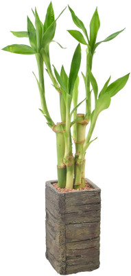 ARYAN EVERGREEN Two Layer Bamboo Plant(Hybrid, Pack of 1)